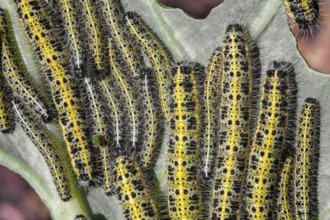A lot of caterpillars close-up macro. Caterpillars eat the leaves of a cabbage