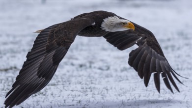 Side view of a bald eagle flying low over a snow-covered meadow