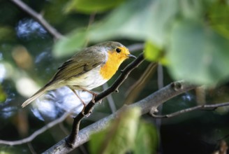 Closeup of an european robin bird sitting on a twig
