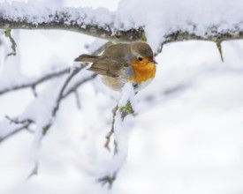 Closeup of a robin bird sitting on a snow covered bush