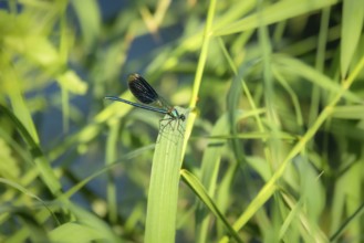 An image of a beautiful dragonfly insect