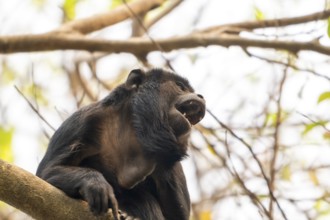 Black howler (Alouatta), Pantanal, inland, wetland, UNESCO Biosphere Reserve, World Heritage Site,