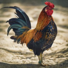 Brown Leghorn Rooster Standing on the Ground Varna, Bulgaria, Europe