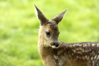 Cute standing fawn with white dots in a meadow