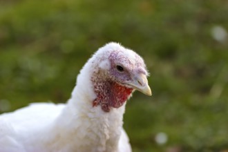 Turkeys from a free-range farm in Hesse