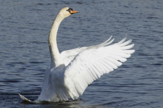 Mute swan with open wings standing in water looking right