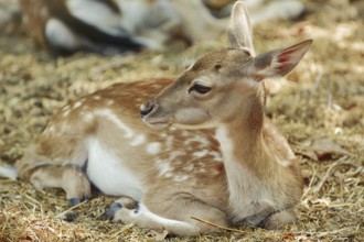 Young Spotted Deer Lies on the Ground Varna, Bulgaria, Europe