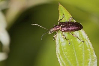 Donacia obscura, leaf beetle