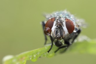 Fly, Brachycera, portrait, Dew