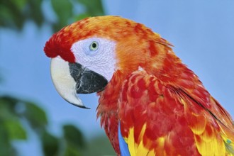 Portrait of the Macaw Parrot over the Yellow Background Varna, Bulgaria, Europe
