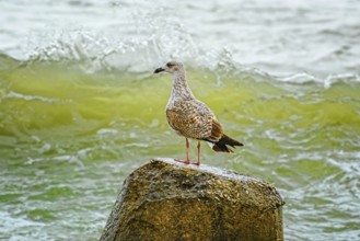 Nestling of european herring gull on stone Varna, Bulgaria, Europe
