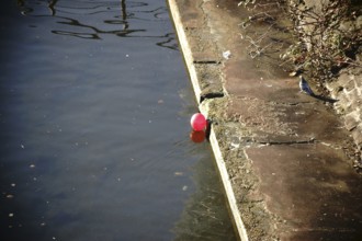 A pigeon stands and a red balloon floats on the bank of a river