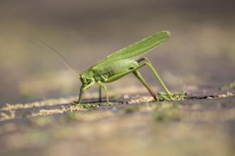 A large grasshopper laying eggs