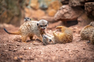 Two meerkat (Suricata suricatta) interacting on sandy ground, one lying on its back, Eisenberg,