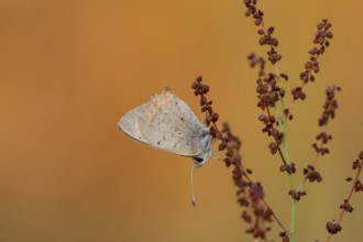 Small copper (Lycaena phlaeas)