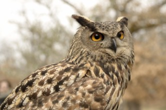 Portrait of a great horned Owl Bubo viriginianus