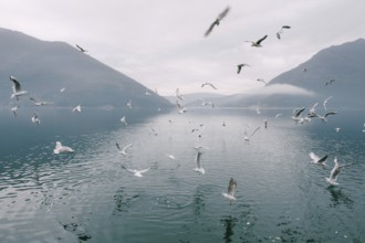 Flock of seagulls circling above the water.