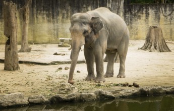 Elephant Borneo, Malaysia, Asia