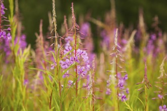 Sally-bloom at the forest edge close up. Lat. Chamerion angustifolium
