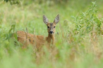 Roe deer in summer, Capreolus capreolus, Germany, Germany, Europe