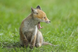 Fox cub, Vulpes vulpes, Germany, Europe