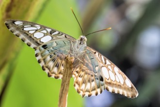 Tropical butterfly (Parthenos sylvia)