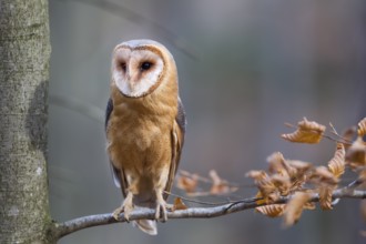 Barn owl, Tyto alba, barn owl