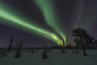 Northern Lights (Aurora borealis), Sjaunja Nature Reserve, Laponia World Heritage Site, Norrbotten,