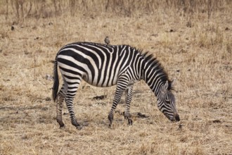 Zebra feeding in steppe with bird on back