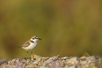 Animals, birds, plover, Kentish plover, (Charadrius alexandrinus), biotope, habitat, foraging,