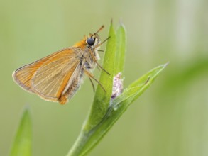 Small Skipper, Ochre Yellow Small Skipper, (Thymelicus sylvestris), butterfly, moth, insect, macro,