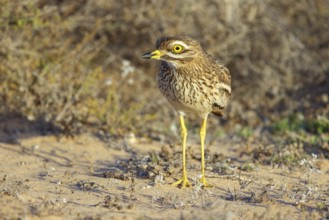 Curlew, Animals, Birds, (Burhinus oedicnemus), Biotope, Habitat, Foraging, Curlew family, Canary
