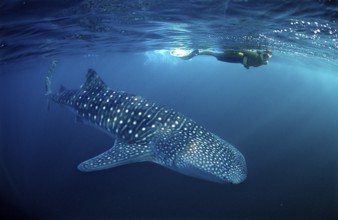 Whale shark and snorkeller, Rhincodon thypus, Palau, Micronesia, Indian Ocean, Oceania