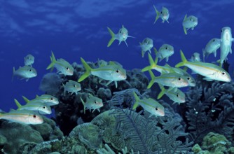 Yellow Mullet, Mulliodichthys martinicus, British Virgin Islands, BVI, Caribbean Sea, Caribbean,