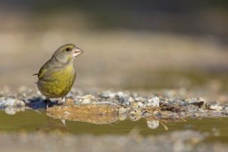 Greenfinch (Chloris chloris) Family of sparrows, male Lesbos, Greece, Europe