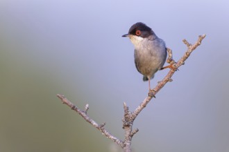 Velvet-headed warbler, (Sylvia melanocephala), warbler family, biotope, habitat, perch, foraging,