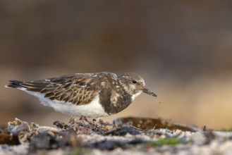 Turnstone, (Arenaria interpres), Animals, Birds, Snipe family, Heligoland, Schleswig-Holstein,