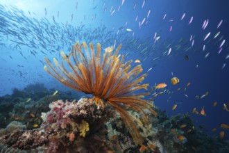 Reef with feather star and coral fish, Great Barrier Reef, Australia, Oceania