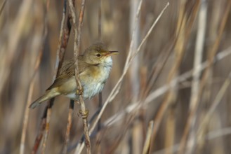 Reed Warbler, subspecies scirpaceus, (Acrocephalus scirpaceus scirpaceus), (Acrocephalus