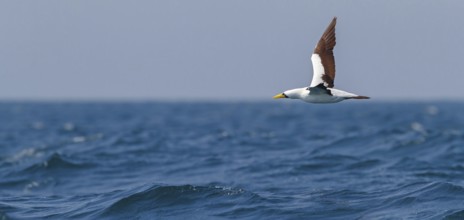 Masked booby, (Sula dactylatra), flies over the sea, flight photo, animals, birds, family of