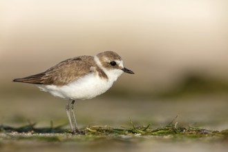 Animals, birds, plover, Kentish plover, (Charadrius alexandrinus), biotope, habitat, foraging, Barr