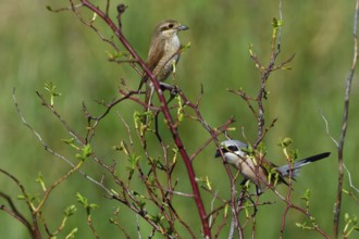 Red-backed shrike, Lanius collurio, Red-backed shrike male, male, female, courtship display