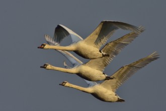 Mute swan family in the morning sun. Mute swans in flight