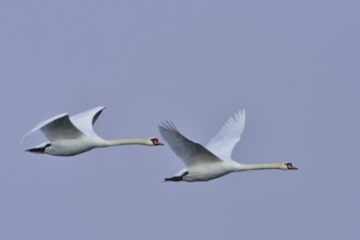 Mute swans in flight