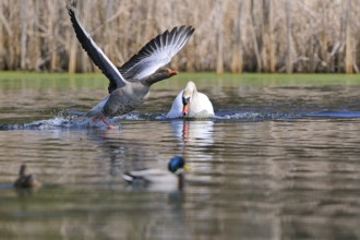 Mute Swan and Greylag Goose during the mating season