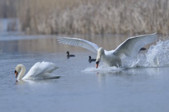 Mute Swan (Mating Pair), Mute Swan (Pair courting)