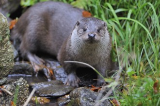European otter, European otter (Lutra lutra)