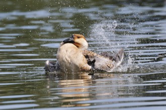 Schwanengans (Anser cygnoides), Swan Goose (Anser cygnoides) am Ammersee
