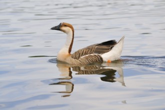 Schwanengans (Anser cygnoides), Swan Goose (Anser cygnoides) am Ammersee