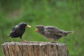 Star, European Starling, Sturnus vulgaris